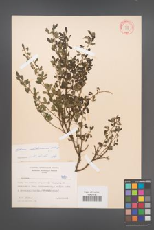 Cytisus ratisbonensis [KOR 5397]