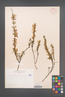 Cytisus ratisbonensis [KOR 5196]