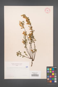 Cytisus ratisbonensis [KOR 5195]