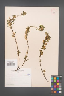 Cytisus ratisbonensis [KOR 5229]