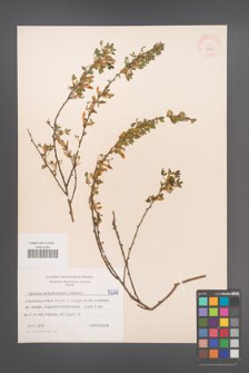 Cytisus ratisbonensis [KOR 5228]