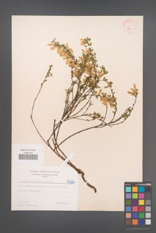 Cytisus ratisbonensis [KOR 5222]