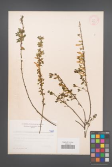 Cytisus ratisbonensis [KOR 5225]