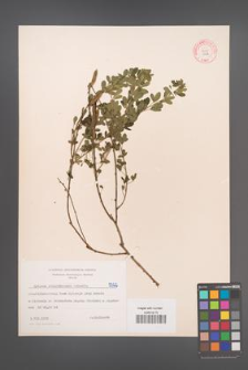 Cytisus ratisbonensis [KOR 5322]