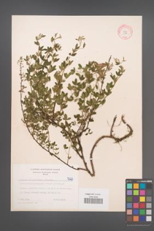 Cytisus ratisbonensis [KOR 5325]