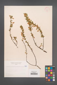 Cytisus ratisbonensis [KOR 5230]