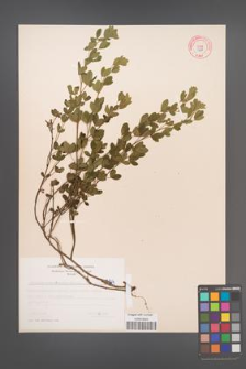 Cytisus ratisbonensis [KOR 5324]