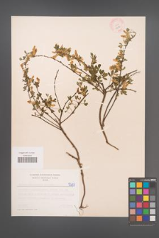 Cytisus ratisbonensis [KOR 5233]