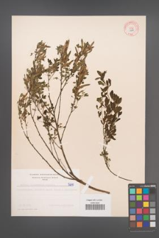Cytisus ratisbonensis [KOR 5270]