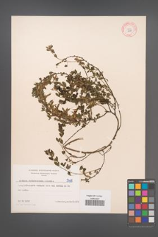 Cytisus ratisbonensis [KOR 5268]