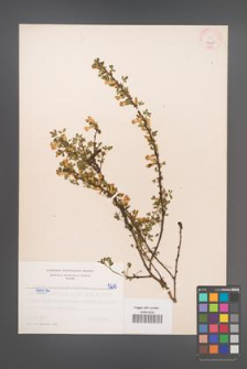 Cytisus ratisbonensis [KOR 5215]