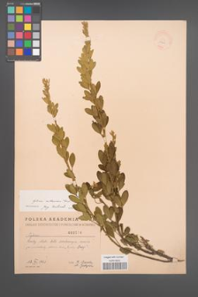 Cytisus ruthenicus [KOR 2564]