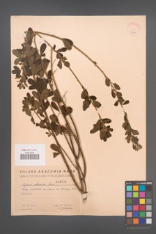 Cytisus ruthenicus [KOR 2524]