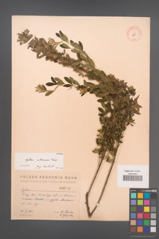 Cytisus ruthenicus [KOR 2583]