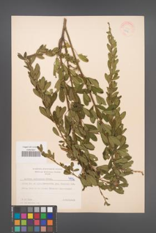 Cytisus ruthenicus [KOR 4736]