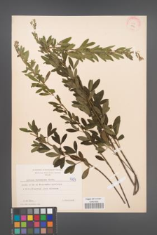 Cytisus ruthenicus [KOR 4734]