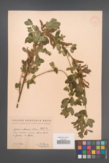 Cytisus ruthenicus [KOR 2523]