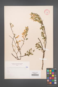 Cytisus ratisbonensis [KOR 5192]