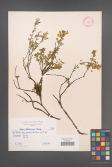Cytisus ratisbonensis [KOR 5100]