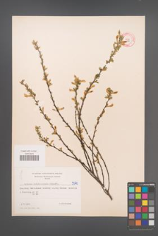 Cytisus ratisbonensis [KOR 5070]
