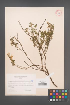 Cytisus ratisbonensis [KOR 5126]