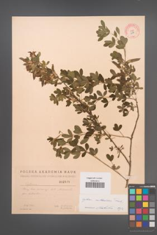 Cytisus ruthenicus [KOR 2576]