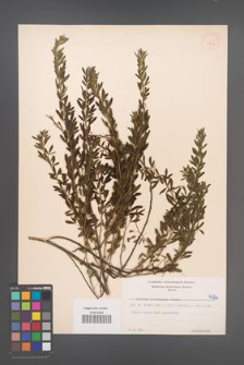 Cytisus ruthenicus [KOR 4726]