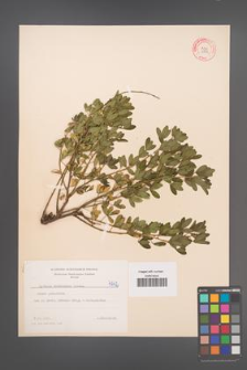 Cytisus ruthenicus [KOR 4742]