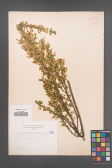 Cytisus ruthenicus [KOR 5147]