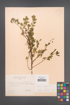 Cytisus ruthenicus [KOR 3212]