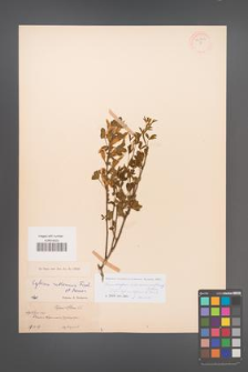 Chamaecytisus ratisbonensis [KOR 54703]