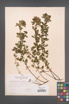 Chamaecytisus supinus [KOR 48648]