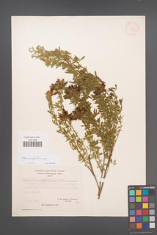 Chamaecytisus [KOR 21394]