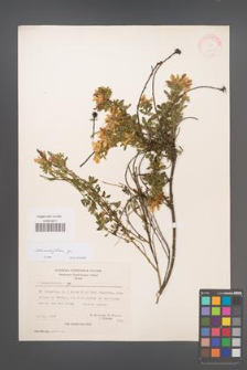 Chamaecytisus [KOR 21393]