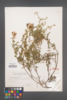 Chamaecytisus [KOR 37978]