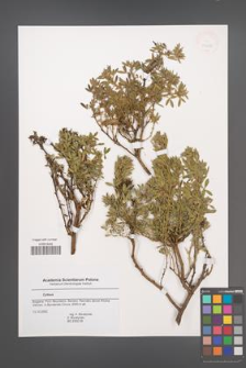 Chamaecytisus eriocarpus [KOR 43685]