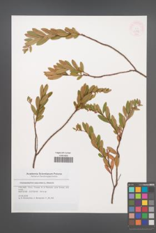 Chamaedaphne calyculata [KOR 46385]
