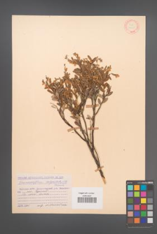 Chamaedaphne calyculata [KOR 12655]