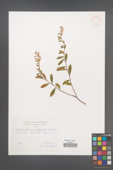 Chamaedaphne calyculata [KOR 31199]
