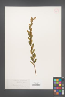 Chamaedaphne calyculata [KOR 3609]
