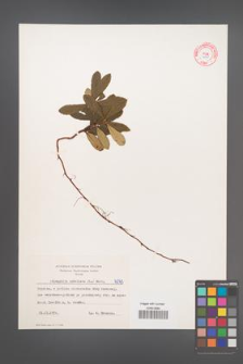 Chimaphila umbellata [KOR 6045]