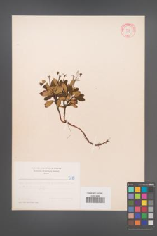 Chimaphila umbellata [KOR 5179]