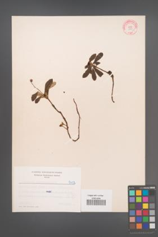 Chimaphila umbellata [KOR 5402]