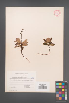 Chimaphila umbellata [KOR 6019]