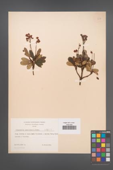 Chimaphila umbellata [KOR 3457]