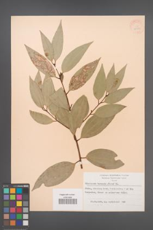 Cinnamomum burmanii [KOR 28322]