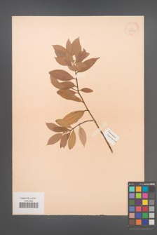 Cinnamomum japonicum [KOR 38452]