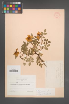 Rosa canina [KOR 9235]