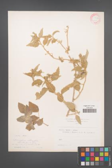 Chrozophora oblongifolia [KOR 12746]