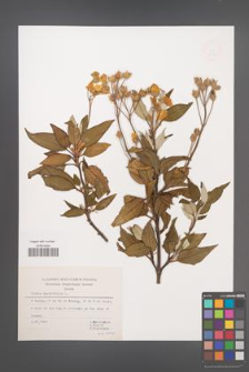 Cistus laurifolius [KOR 49285]